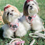 Dog Rope Leash - Dove