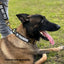 K9R - BCH Big Dog Collar Heavy Duty