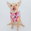 Dog Adjustable Harness - Mean Girls™