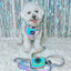 Dog Leash - Reflection
