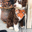 Dog Rope Leash - Ombre Black