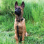 Rolled Leather Quick-Release Dog Collar