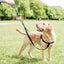 Rust 1″ Only Freedom No-Pull Dog Harness