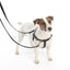 Rust 1″ Only Freedom No-Pull Dog Harness