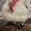 Birdy Bootie (chicken shoes, chicken booties, duck booties and goose shoes)