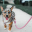Dog Rope Leash - Cotton Candy