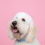 Dog Collar - Blumond