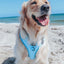 Dog Adjustable Harness - Blumond