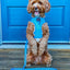 Dog Leash - Blumond