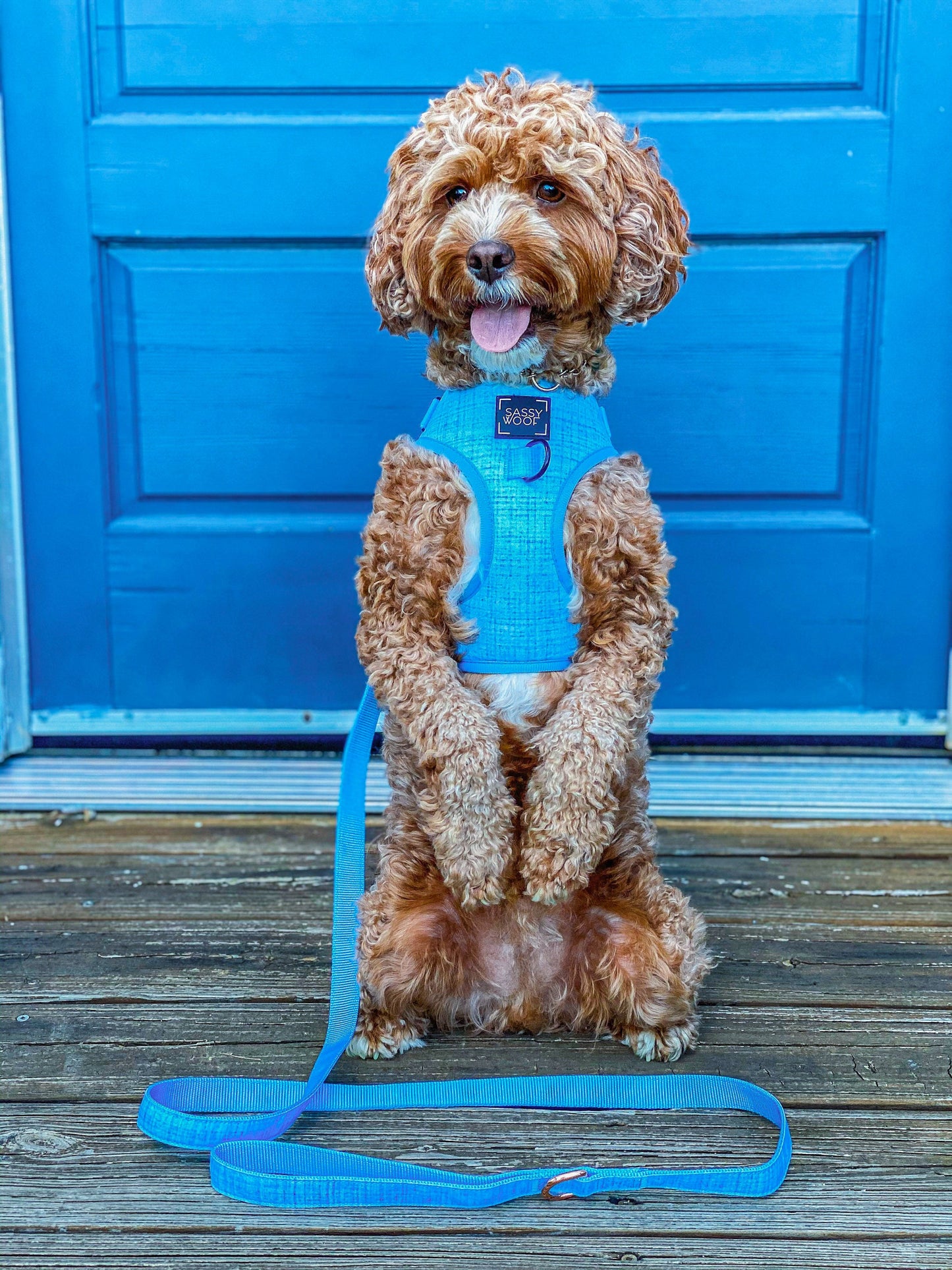 Dog Leash - Blumond