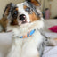 Dog Collar - Blumond