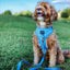 Dog Adjustable Harness - Blumond