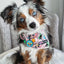 Collar Tag - Bubbles™