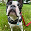 PetHub QR Pet ID Tag – Original Get Me Home Club