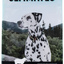 Ultimates Sensitive With Lamb Protein Dry Dog Food