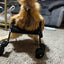 Smaller Chicken Wheelchair