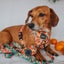 Dog Adjustable Harness - Mango Tango