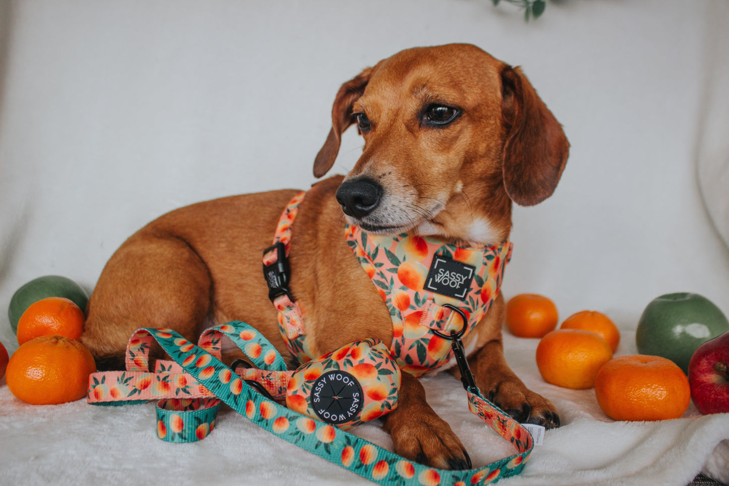 Dog Adjustable Harness - Mango Tango
