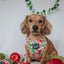 Dog Adjustable Harness - Apple of My Eye