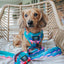 Dog Adjustable Harness - SpongeBob SquarePants™ and Friends