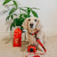 Dog Collar - Lucky Dragon