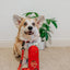 Dog Collar - Lucky Dragon