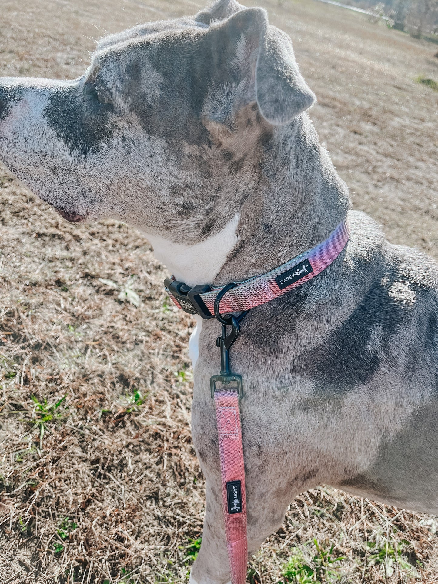 Dog Collar - The Night Life
