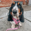Dog Adjustable Harness - Sweet Treats