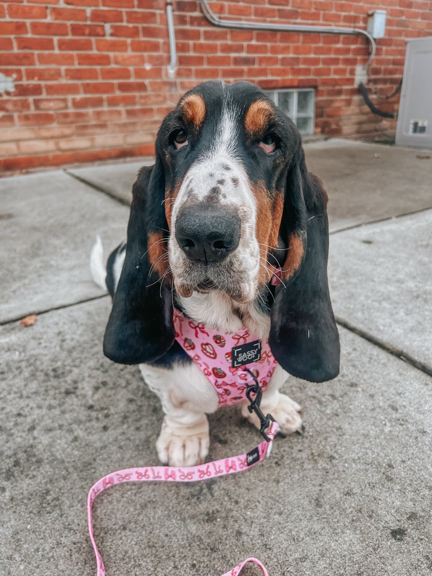 Dog Adjustable Harness - Sweet Treats