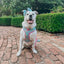 Dog Adjustable Harness - Polly Pocket™