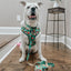 Dog Adjustable Harness - Elf™