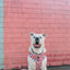 Dog Rope Leash - Ombre Pink