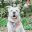 Dog Adjustable Harness - Mixed With Love