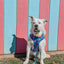 Dog Collar - Blue's Clues™