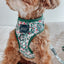 Dog Leash - Under The Mistletoe