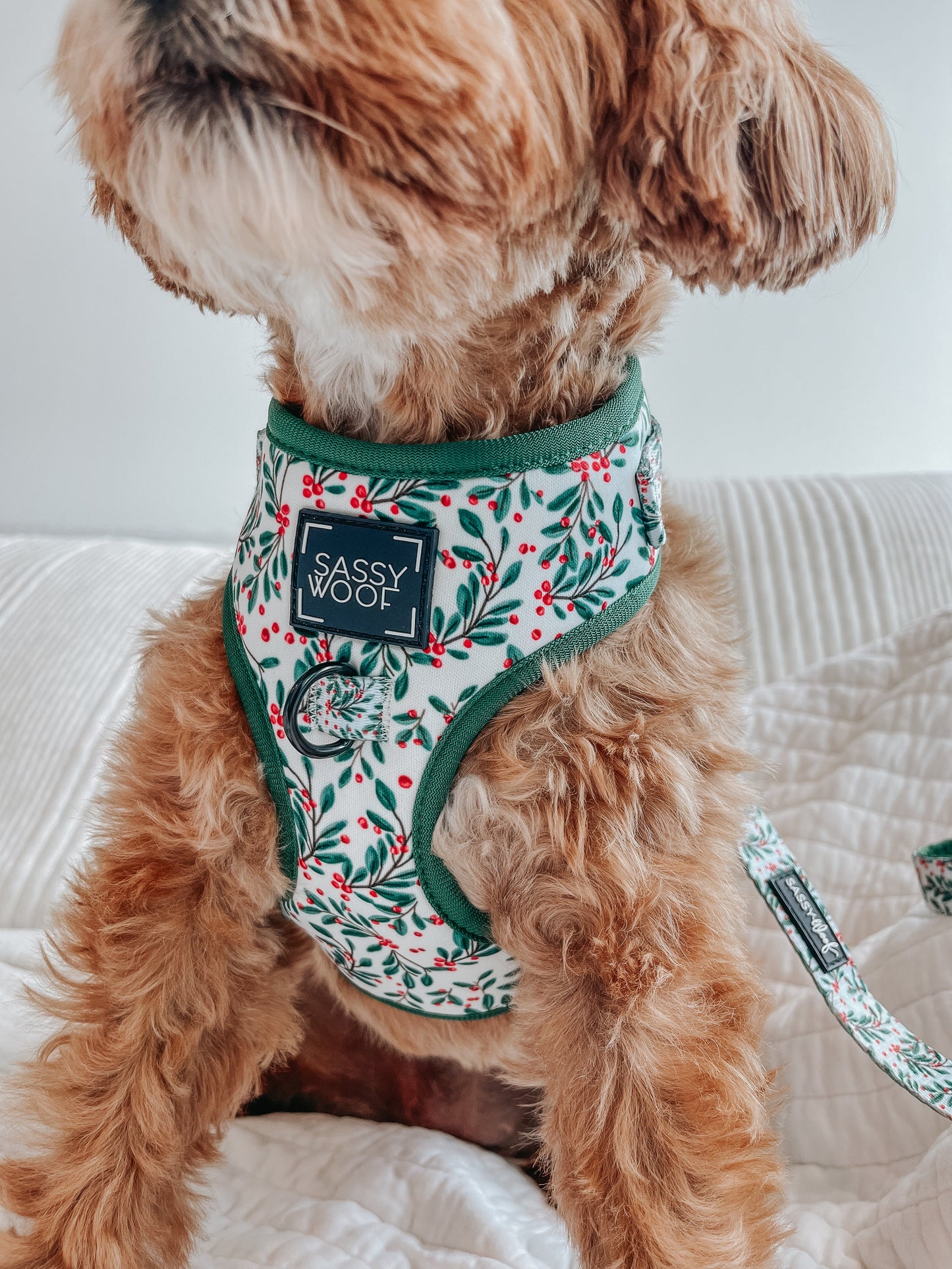 Dog Leash - Under The Mistletoe