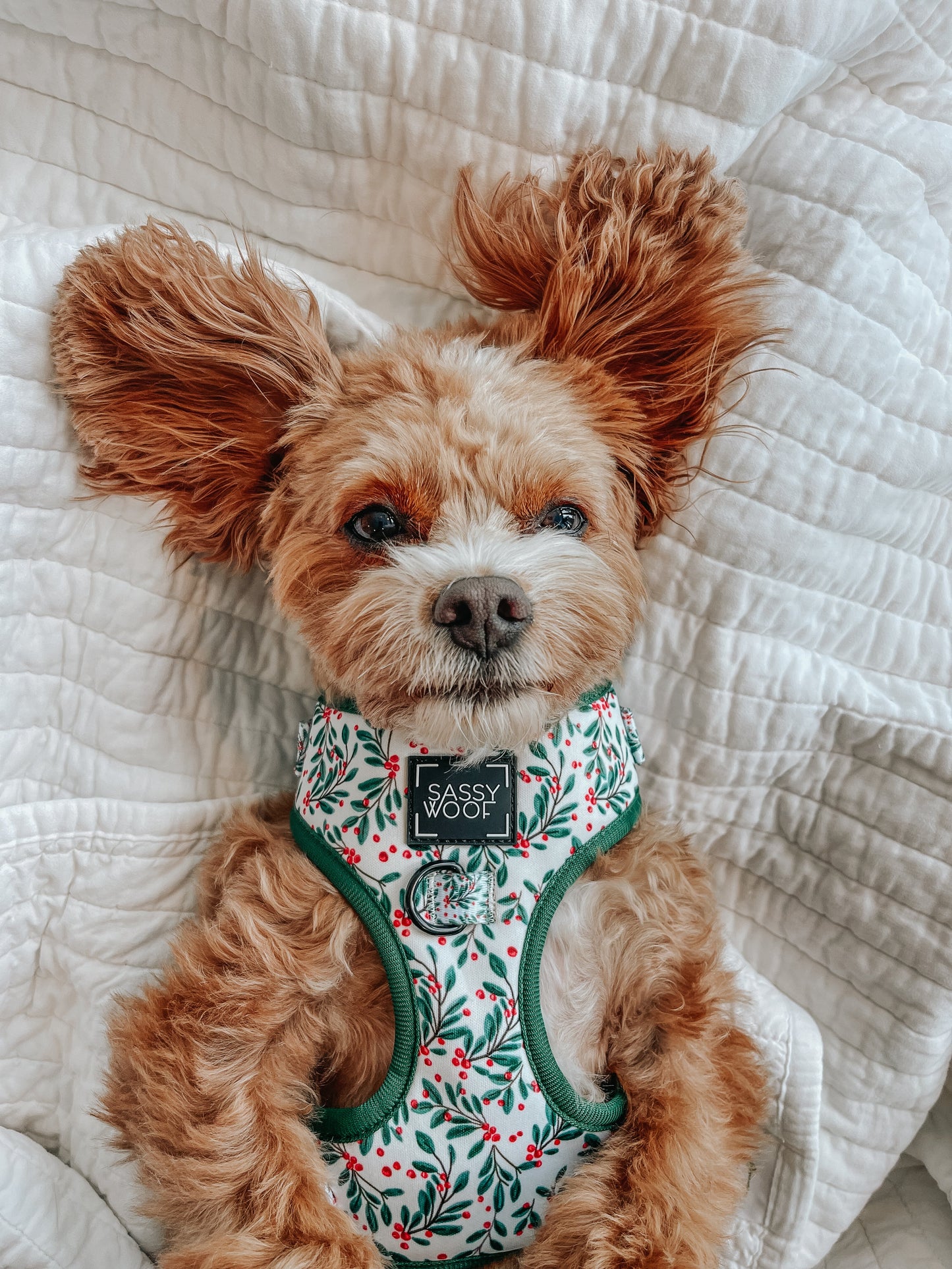 Dog Adjustable Harness - Under the Mistletoe