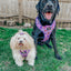 Dog Adjustable Harness - Willy Wonka & The Chocolate Factory™