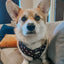 Dog Adjustable Harness - STAR WARS™ The Dark Side