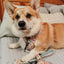 Dog Leash - Good Duck, Babe!