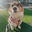 Dog Adjustable Harness - Out of Office