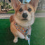 Dog Adjustable Harness - Good Duck, Babe!