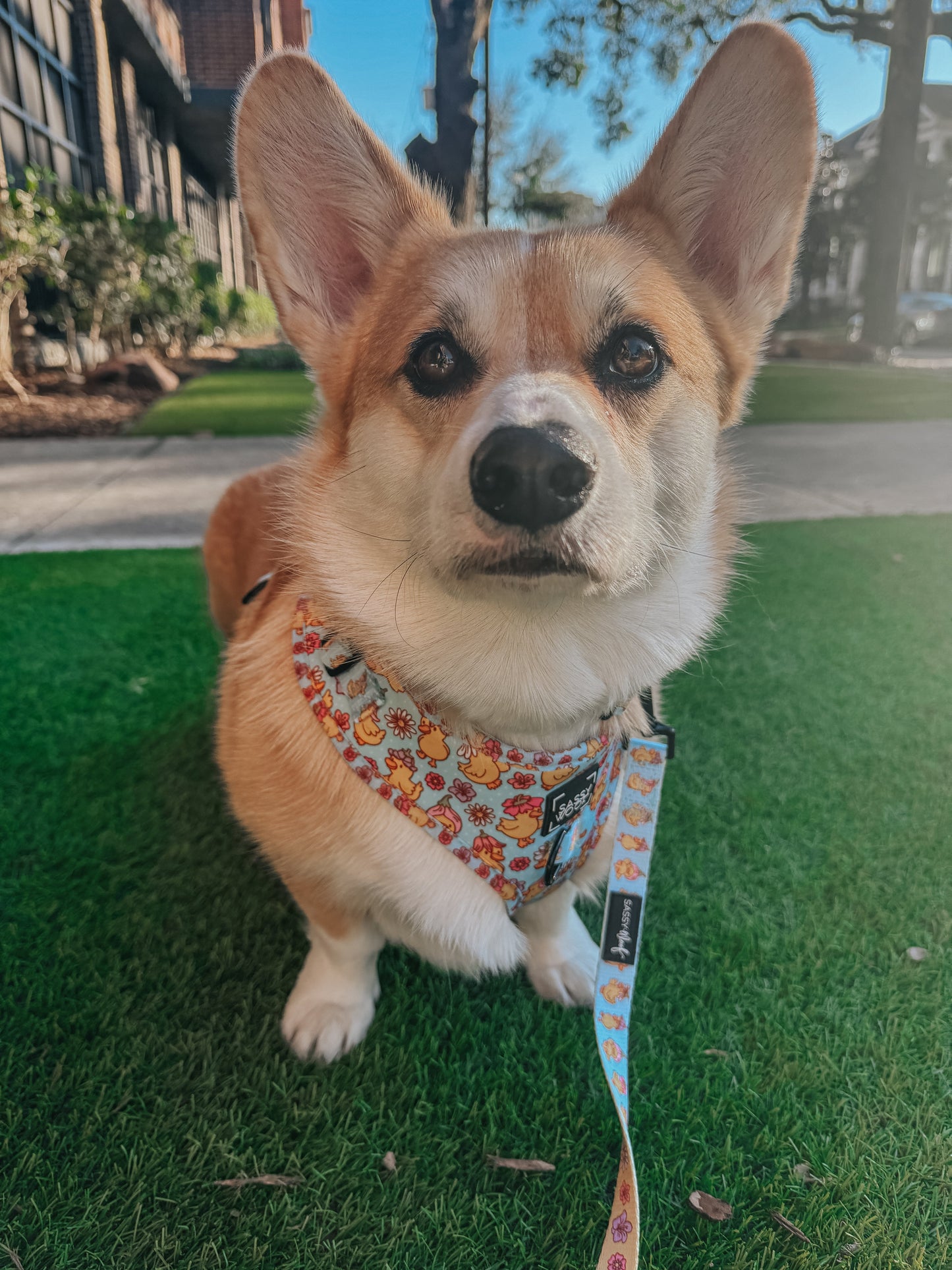 Dog Adjustable Harness - Good Duck, Babe!