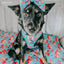 Dog Adjustable Harness - BARBIE™ On a Roll
