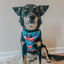 Dog Collar - SpongeBob SquarePants™ and Friends