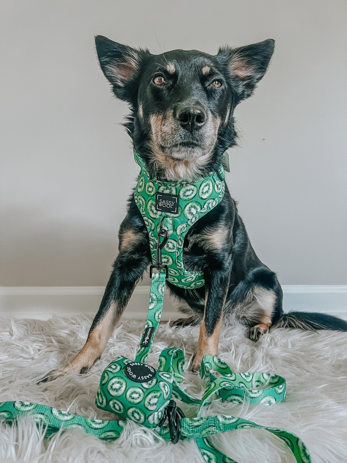 Dog Leash  - Kiwi Krazy