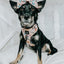 Dog Adjustable Harness - Mixed With Love