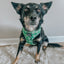 Dog Adjustable Harness - Kiwi Krazy