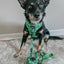 Dog Collar - Kiwi Krazy