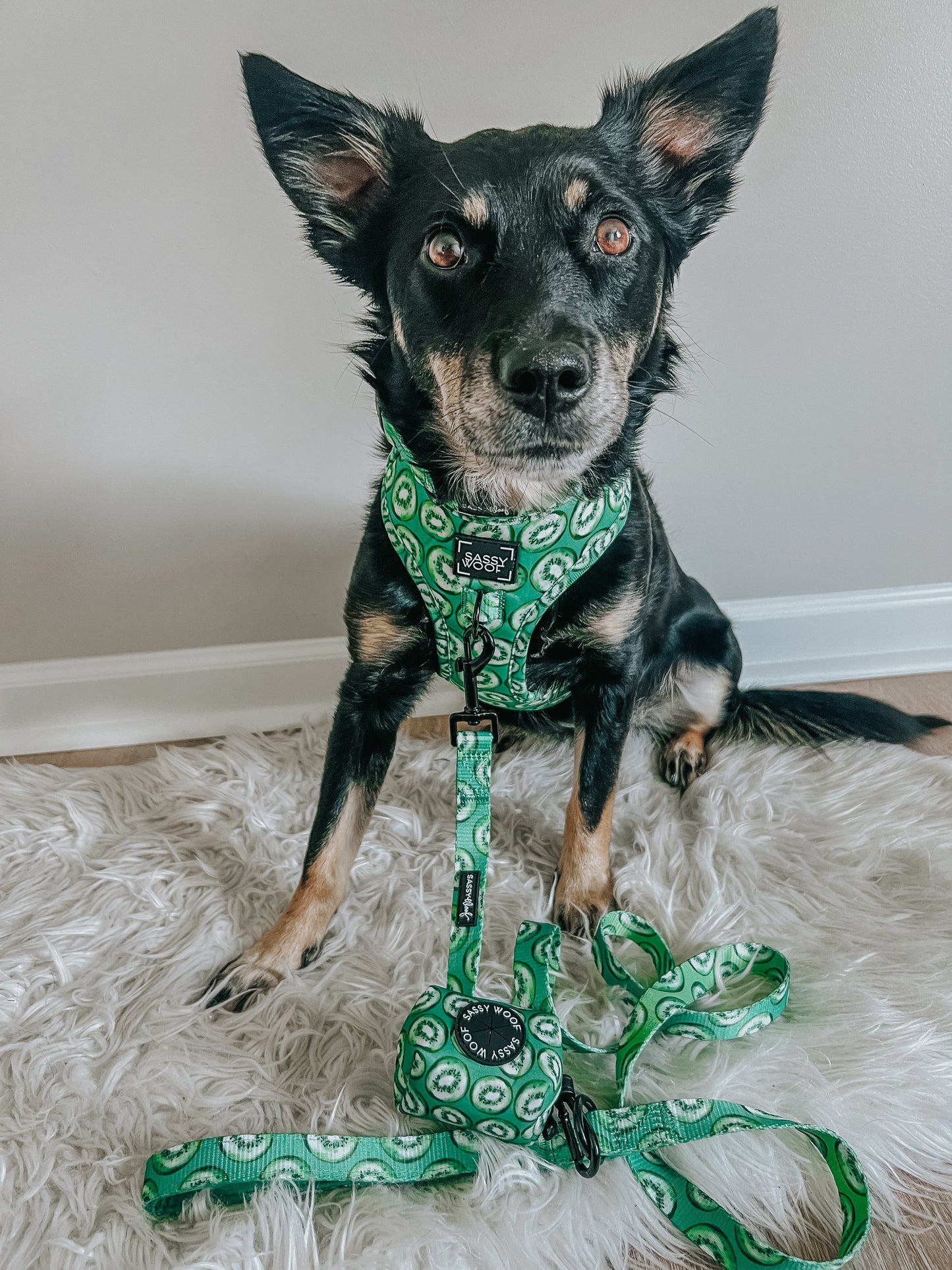 Dog Collar - Kiwi Krazy